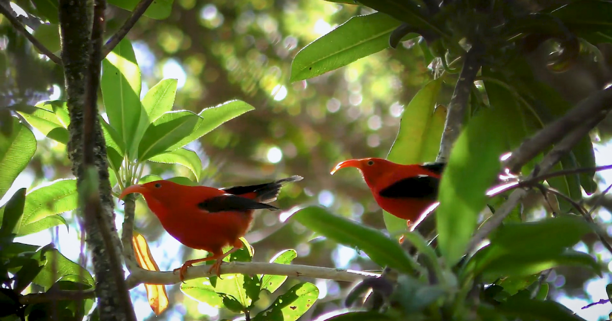 How AI is helping advance the science of bioacoustics to save endangered species
