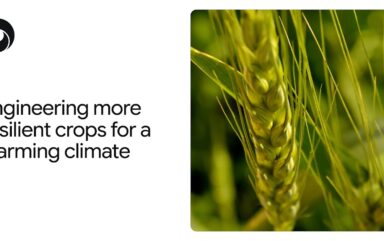 How AlphaFold is helping scientists engineer more heat-tolerant crops