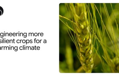 How AlphaFold is helping scientists engineer more heat-tolerant crops