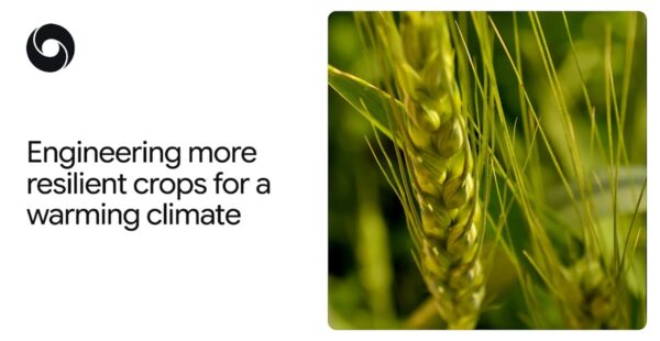 How AlphaFold is helping scientists engineer more heat-tolerant crops