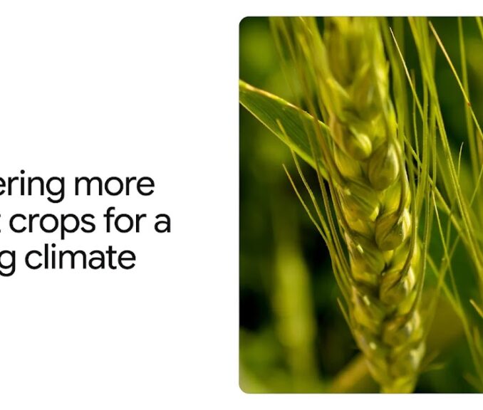 How AlphaFold is helping scientists engineer more heat-tolerant crops