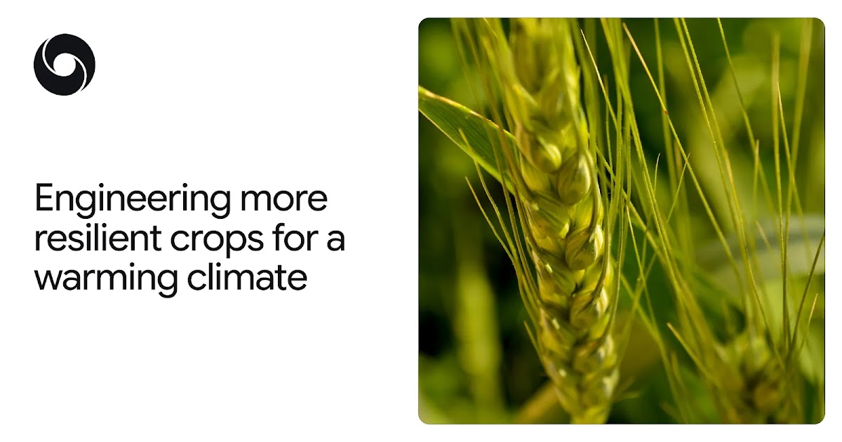 How AlphaFold is helping scientists engineer more heat-tolerant crops