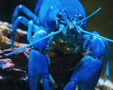 Blue lobster as, with the launch of KiloClaw, enterprises now have a tool to enforce governance over autonomous agents and manage shadow AI.