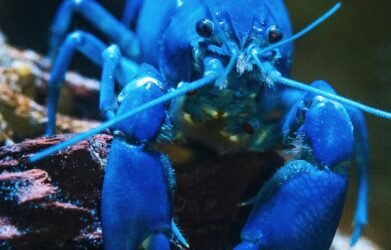 Blue lobster as, with the launch of KiloClaw, enterprises now have a tool to enforce governance over autonomous agents and manage shadow AI.