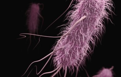 Stanford Evo 2 AI model generates phages against E. coli